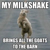 Goat saying My milkshake brings all the goats to the barn